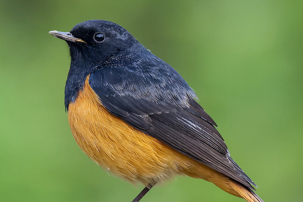 7 types of birds that look like robins but aren't 8 American Redstart Not Look Like Robin