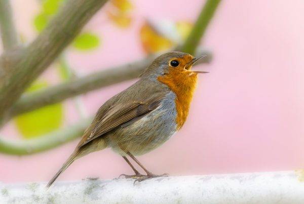 robin bird