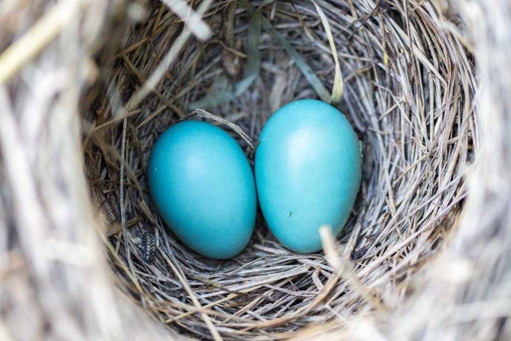 American Robin Eggs and Nests