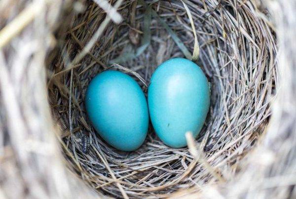 American Robin Eggs and Nests