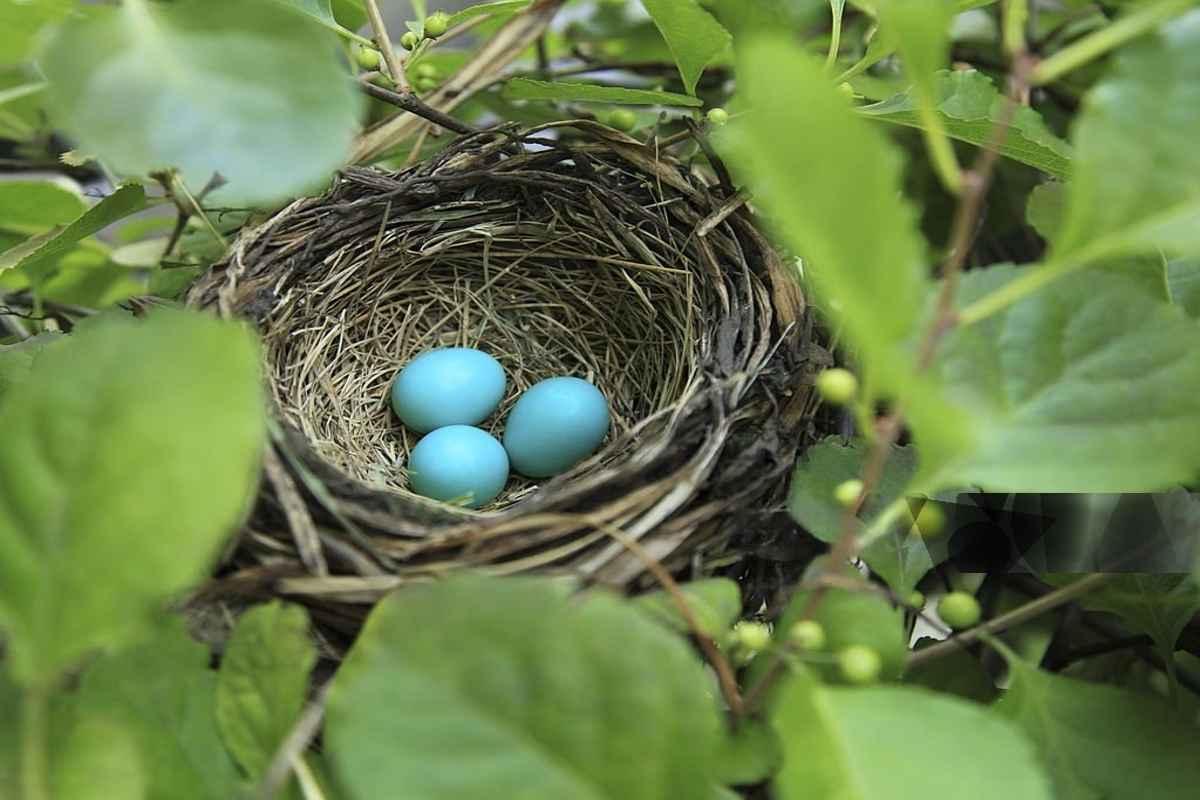 What color is a robin and an American Robin Look Like? 2 American Robin Nest and Eggs