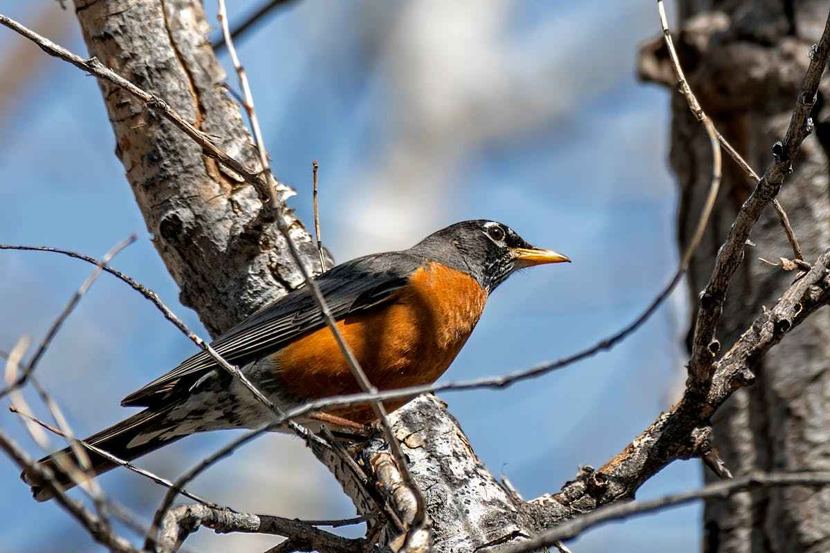 7 types of birds that look like robins but aren't 1 American Robin