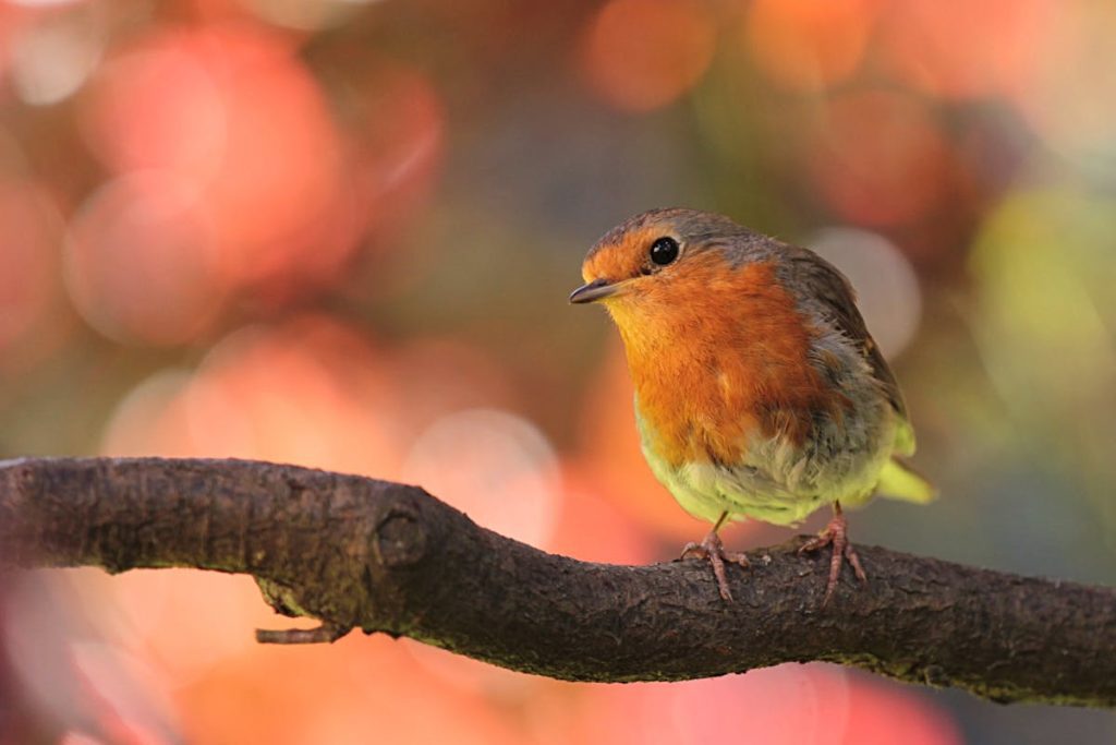 Difference between American Robin vs European Robin