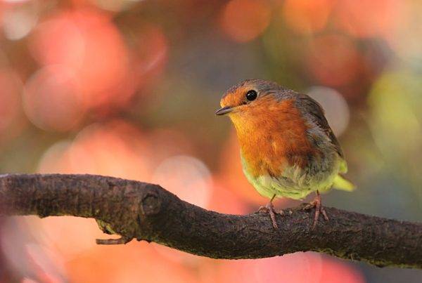 Difference between American Robin vs European Robin