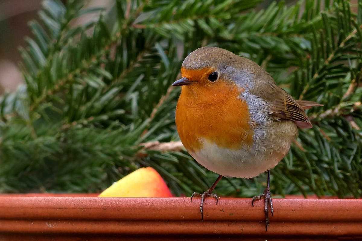 Robin Bird Imitation and Imitation
