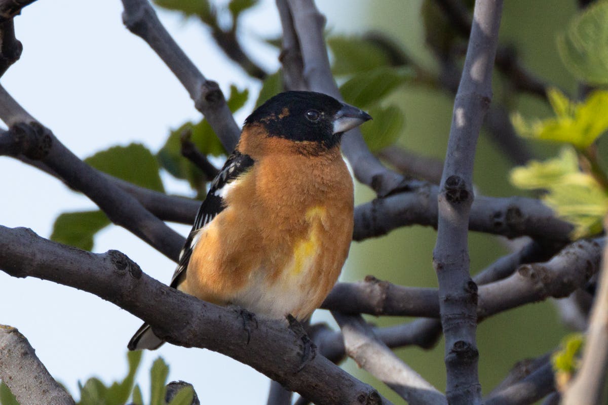 7 types of birds that look like robins but aren't 5 Black-Headed Grosbeak looks same as robin bird