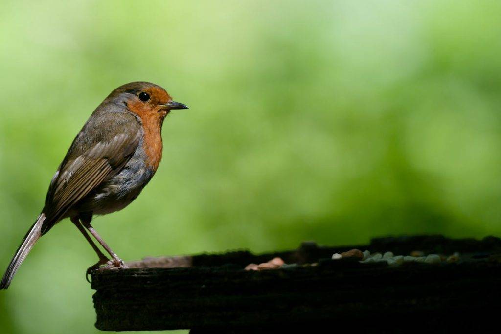 Do American Robins Mate For Life