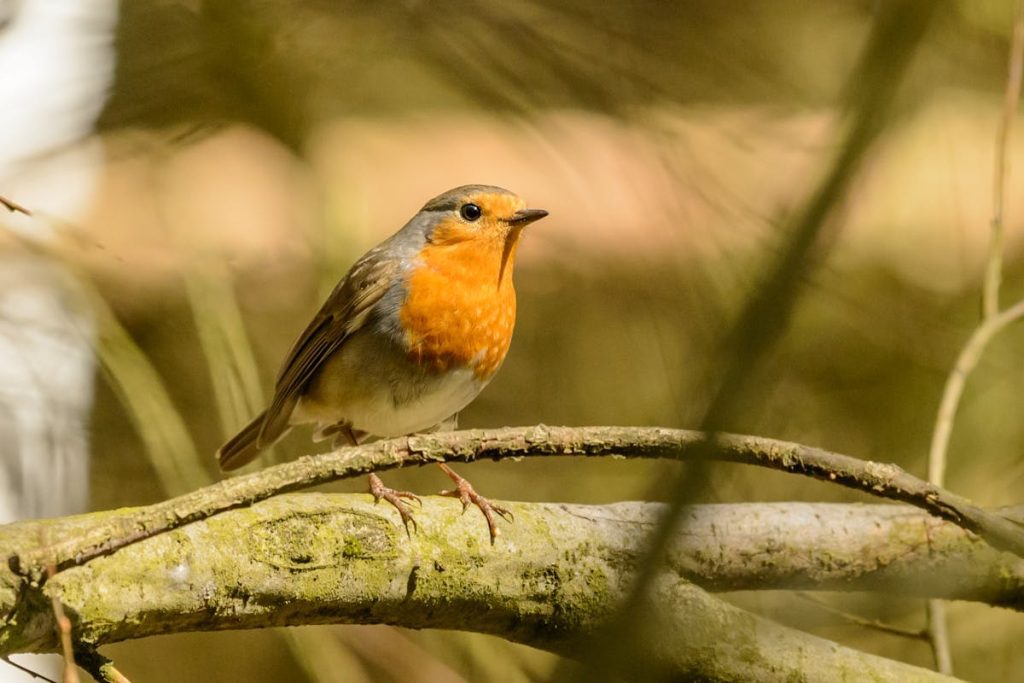 European Robin Bird