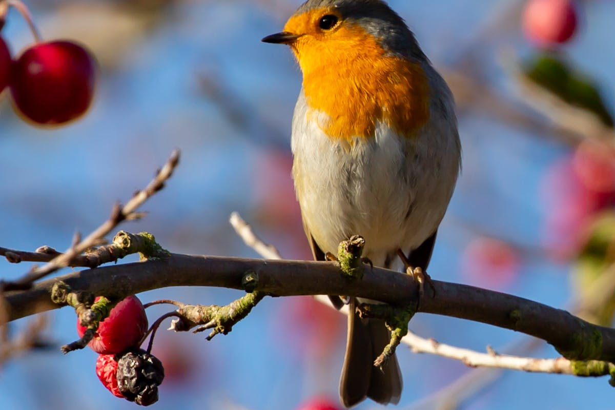 European Robin Bird Nature