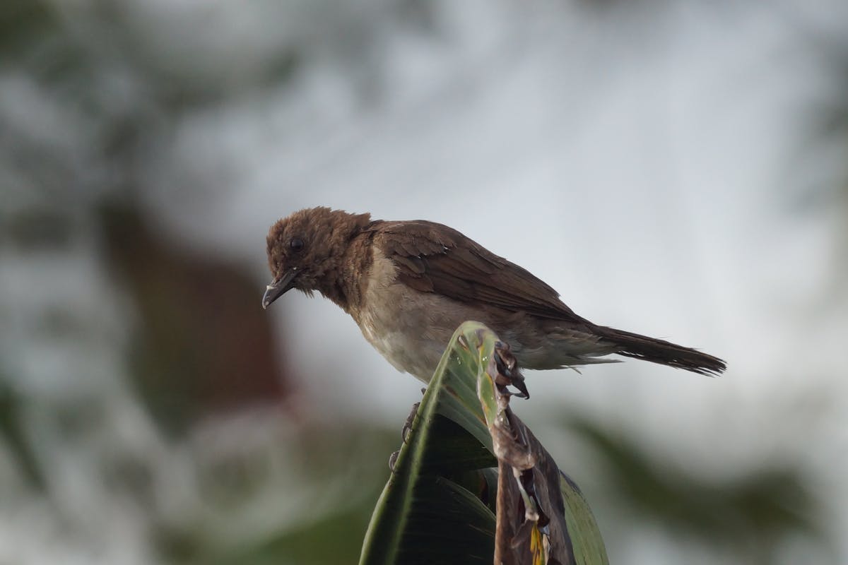 7 types of birds that look like robins but aren't 6 Hermit Thrush Not Robin BIrd