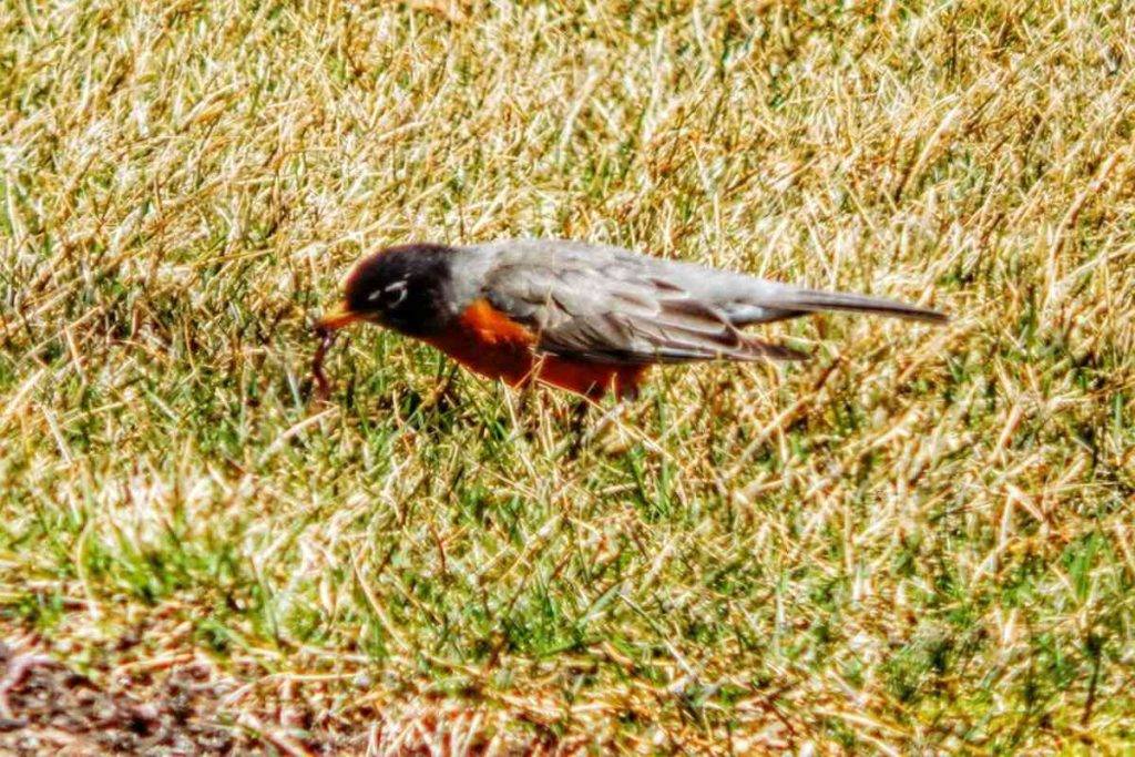 American Robin find worms in the Ground