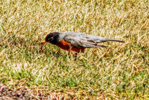 American Robin find worms in the Ground