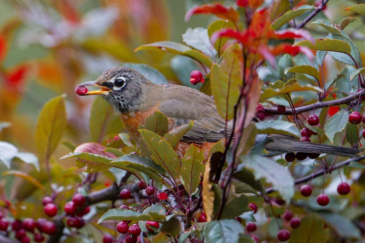 How to Attract Robins to Feeders