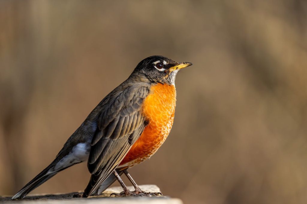 North American robin 