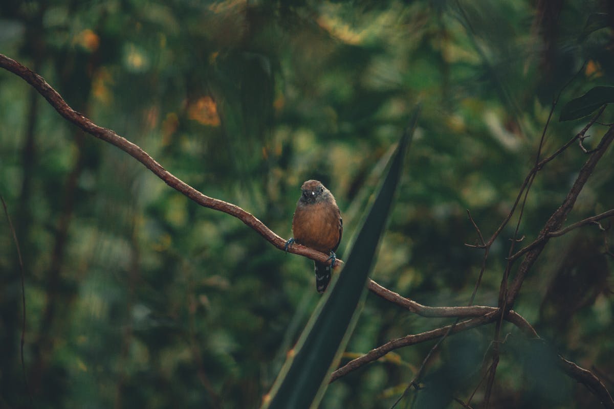 Do American robins migrate? 2 People think robins are everywhere now.