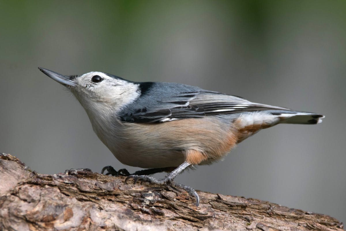 7 types of birds that look like robins but aren't 7 Red-Breasted Nuthatch Not Look Like Robin