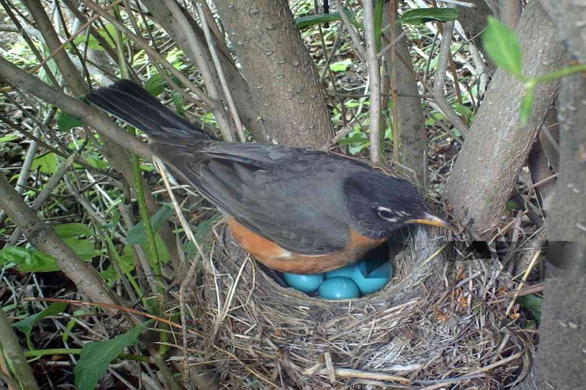 American Robin Eggs and Robin Nests Hatch, Chicks History