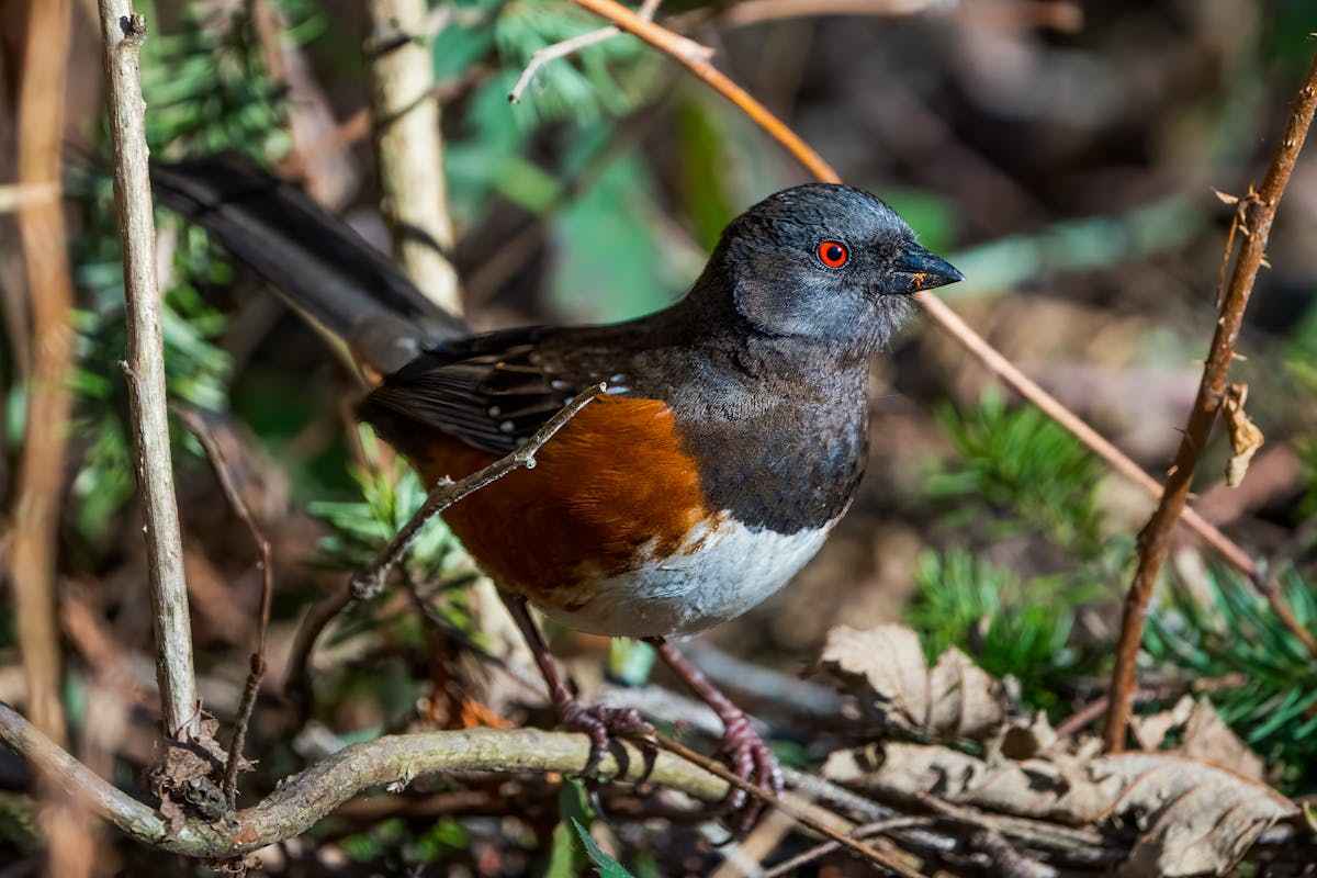 7 types of birds that look like robins but aren't 4 Spotted Towhee Bird is not robin bird