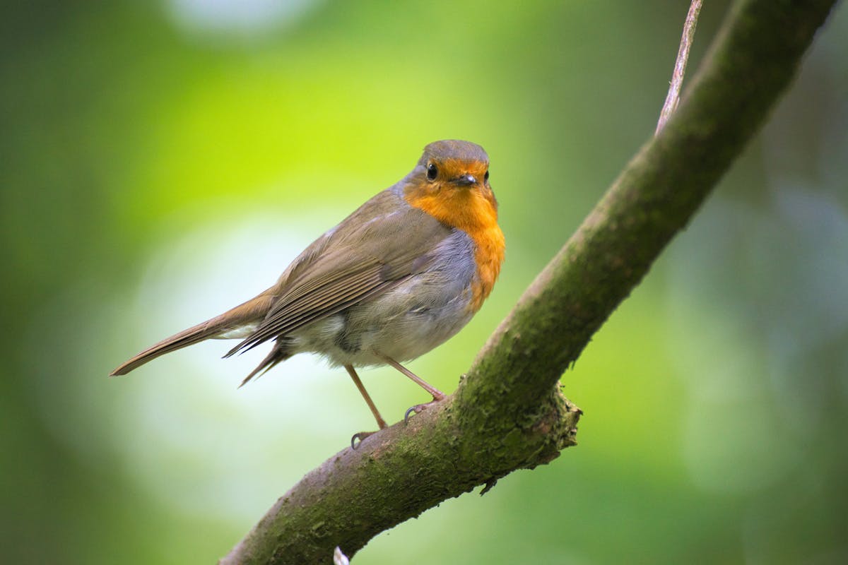 TOP 10 FACTS ABOUT ROBINS 1 10 facts about robins