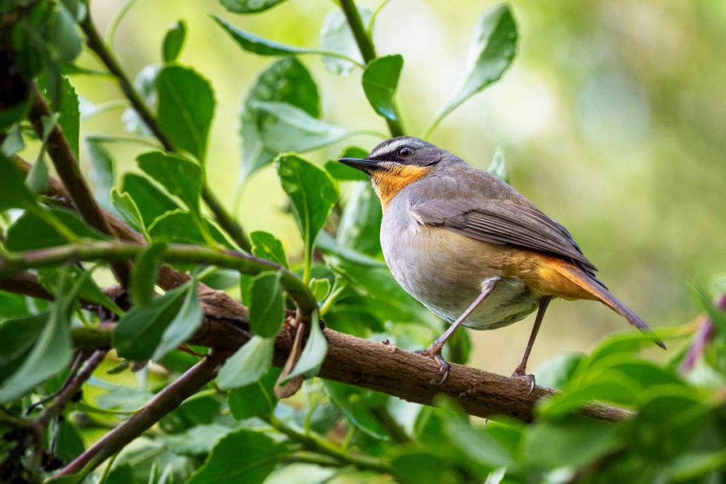 TOP 10 FACTS ABOUT ROBINS