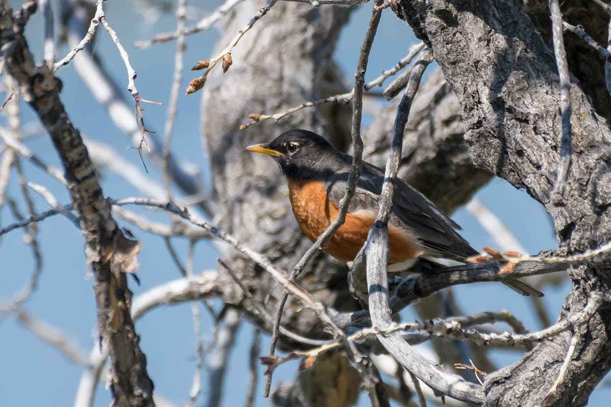 Do American Robins Mate For Life? 2 American Robin red-breasted birds live or survival
