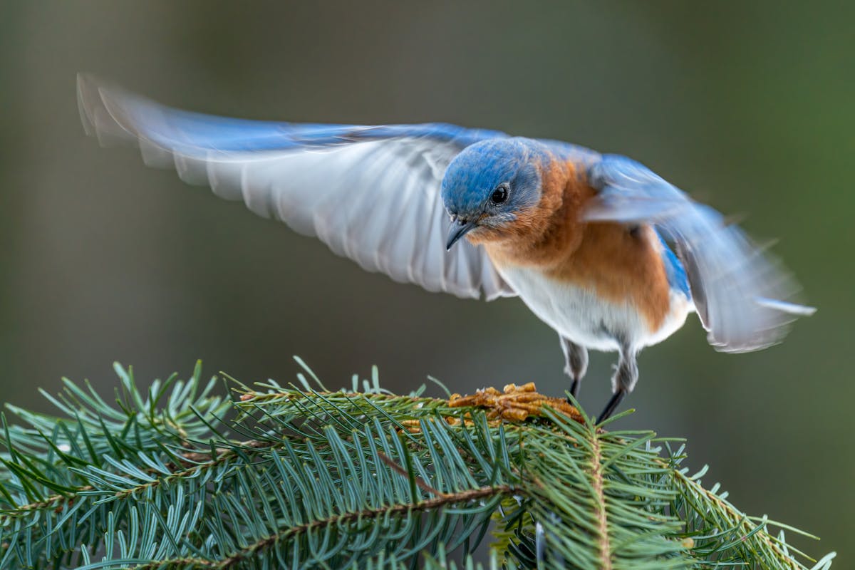 7 types of birds that look like robins but aren't 2 varied thrush birds that look like robins but aren't