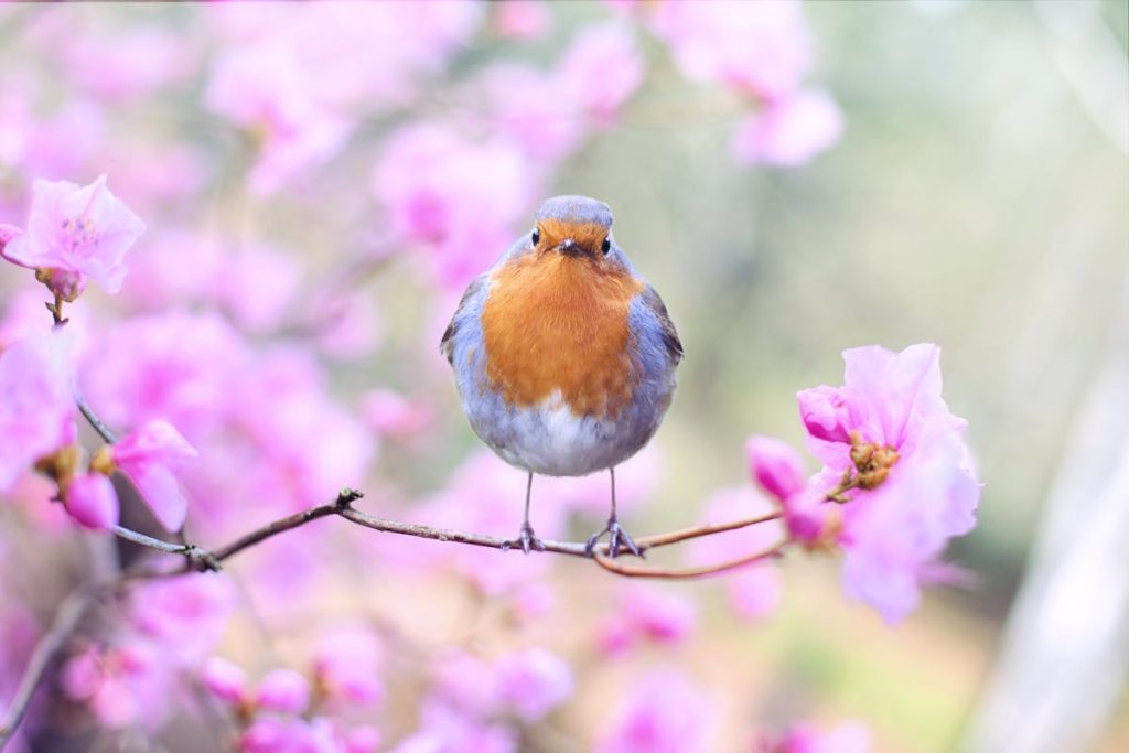 Wake Up Early to Listen for a Robin Bird Song