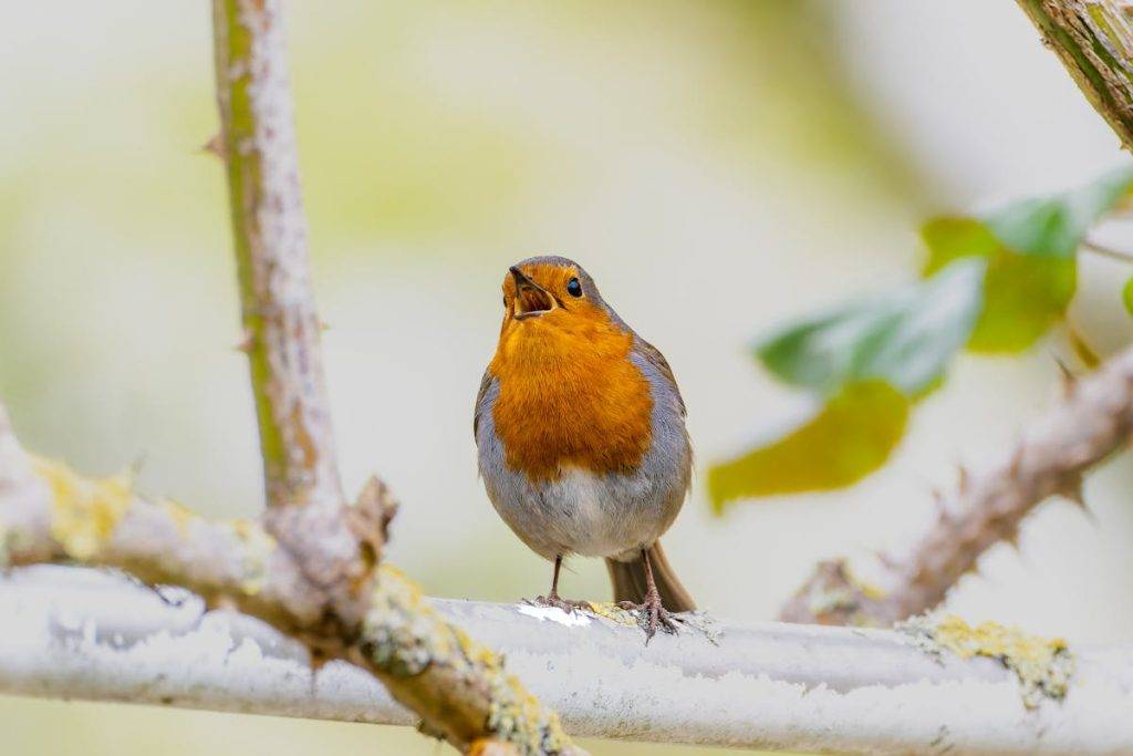 Wake up early to listen to Robin Bird