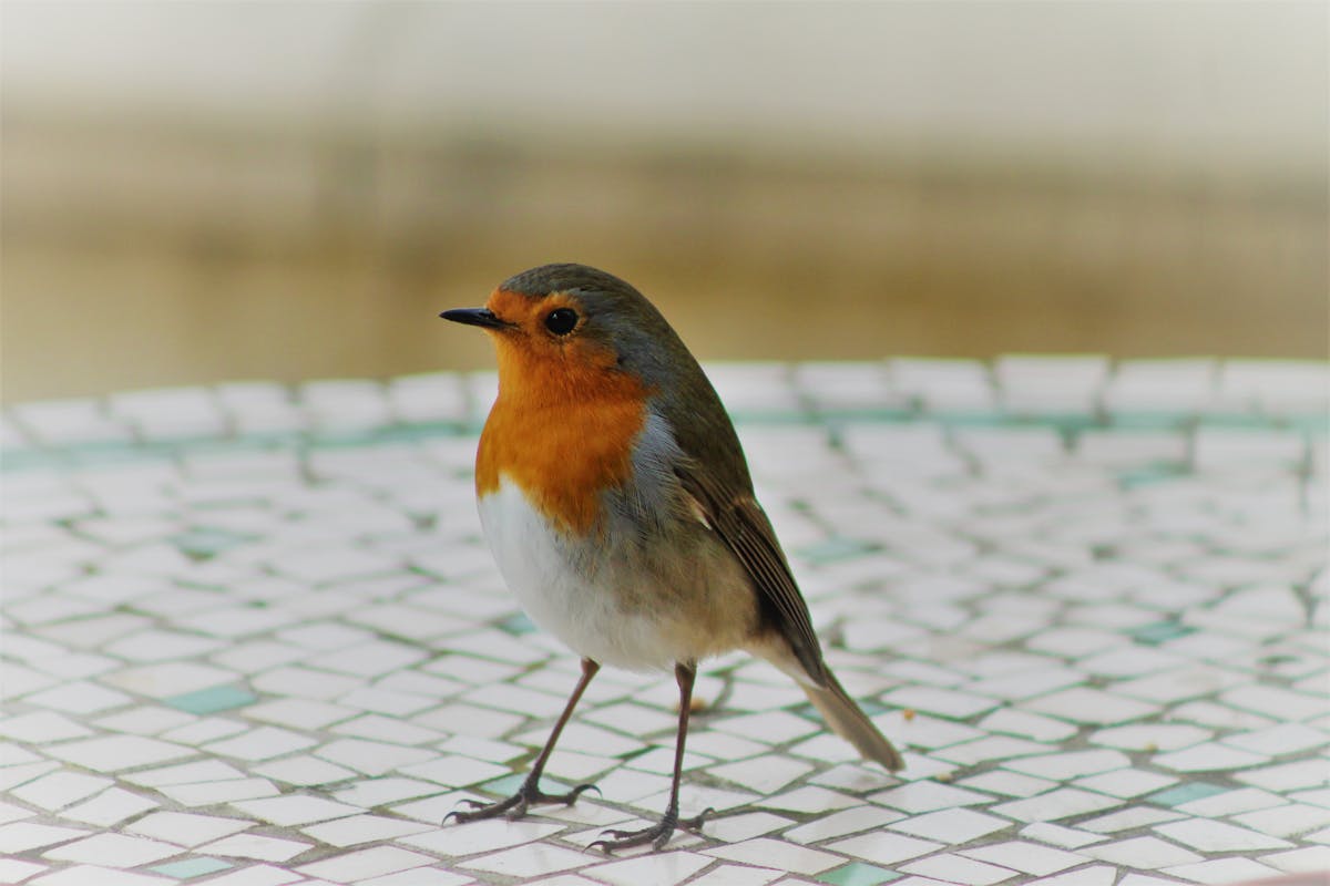 What color is a robin and an American Robin Look Like? 1 What color is a robin