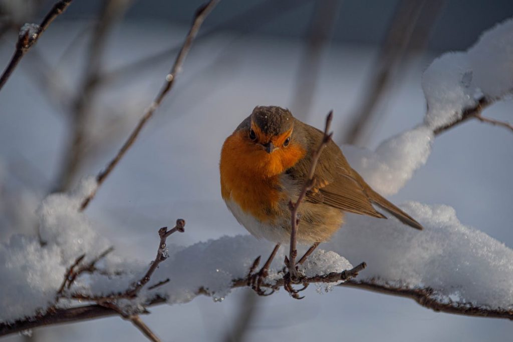 Where Do Robins Go in The Winter Robins Migration