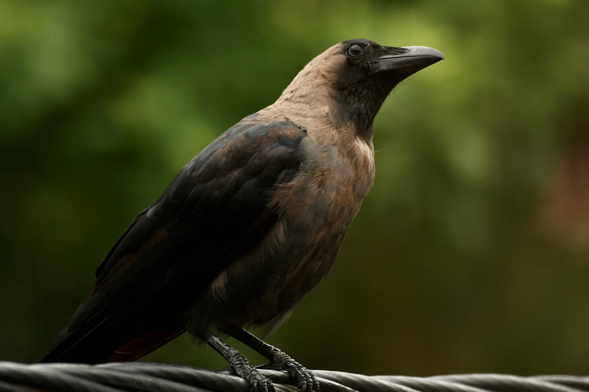 Are Albino and Leucistic Robins Bird Rare? 2 albino bird robin looks like