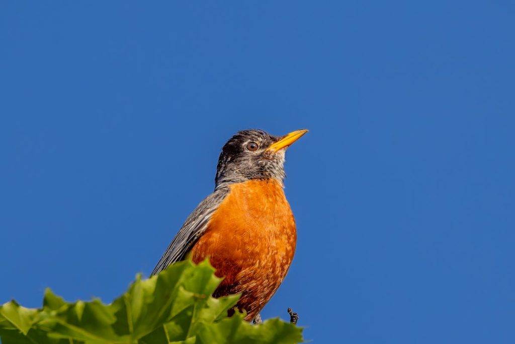 birds that look like robins but aren't