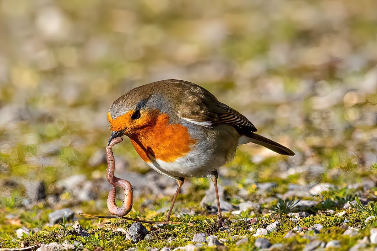 robin bird food insect