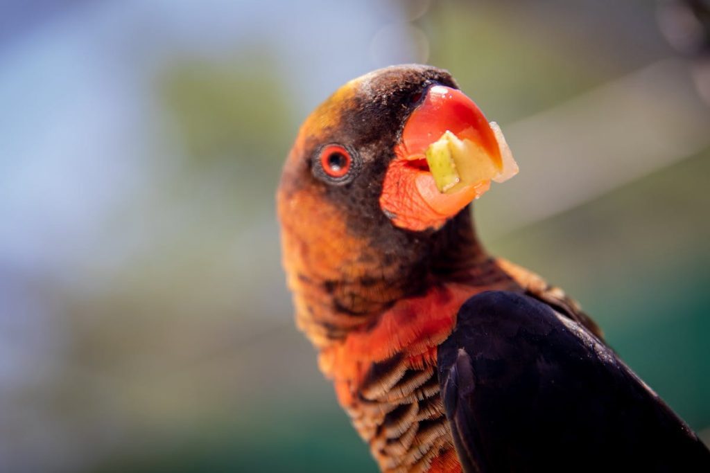 what do robins eat in the winter