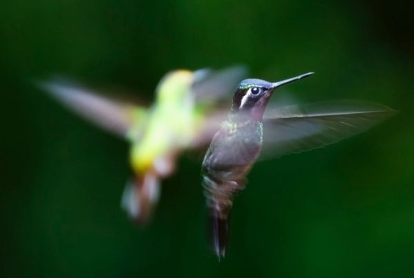 Interesting Facts about Hummingbirds