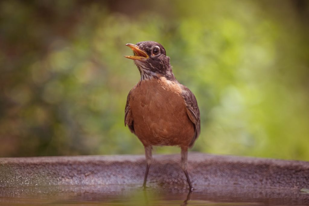United of American Robin Symbolism