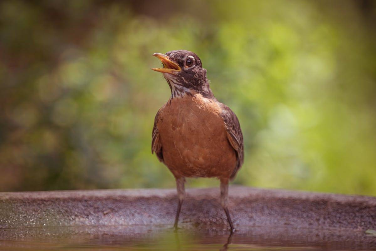 American Robin Symbolism Meaning – If You See a Robin Bird