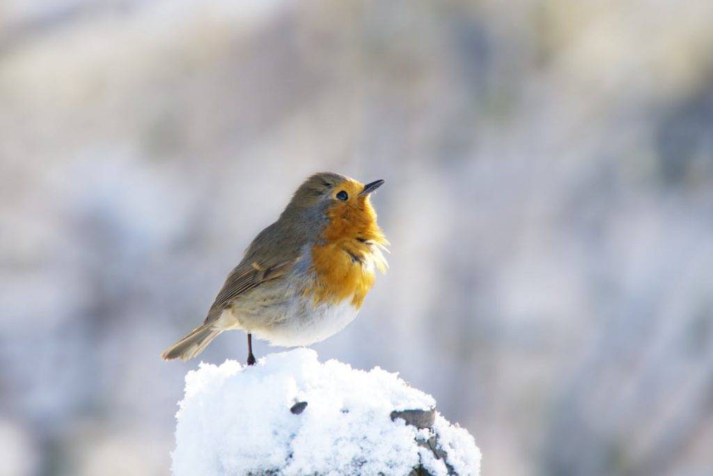 Don't robins migrate South Why am I seeing them in the winter
