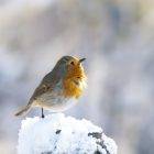 Don't robins migrate South Why am I seeing them in the winter