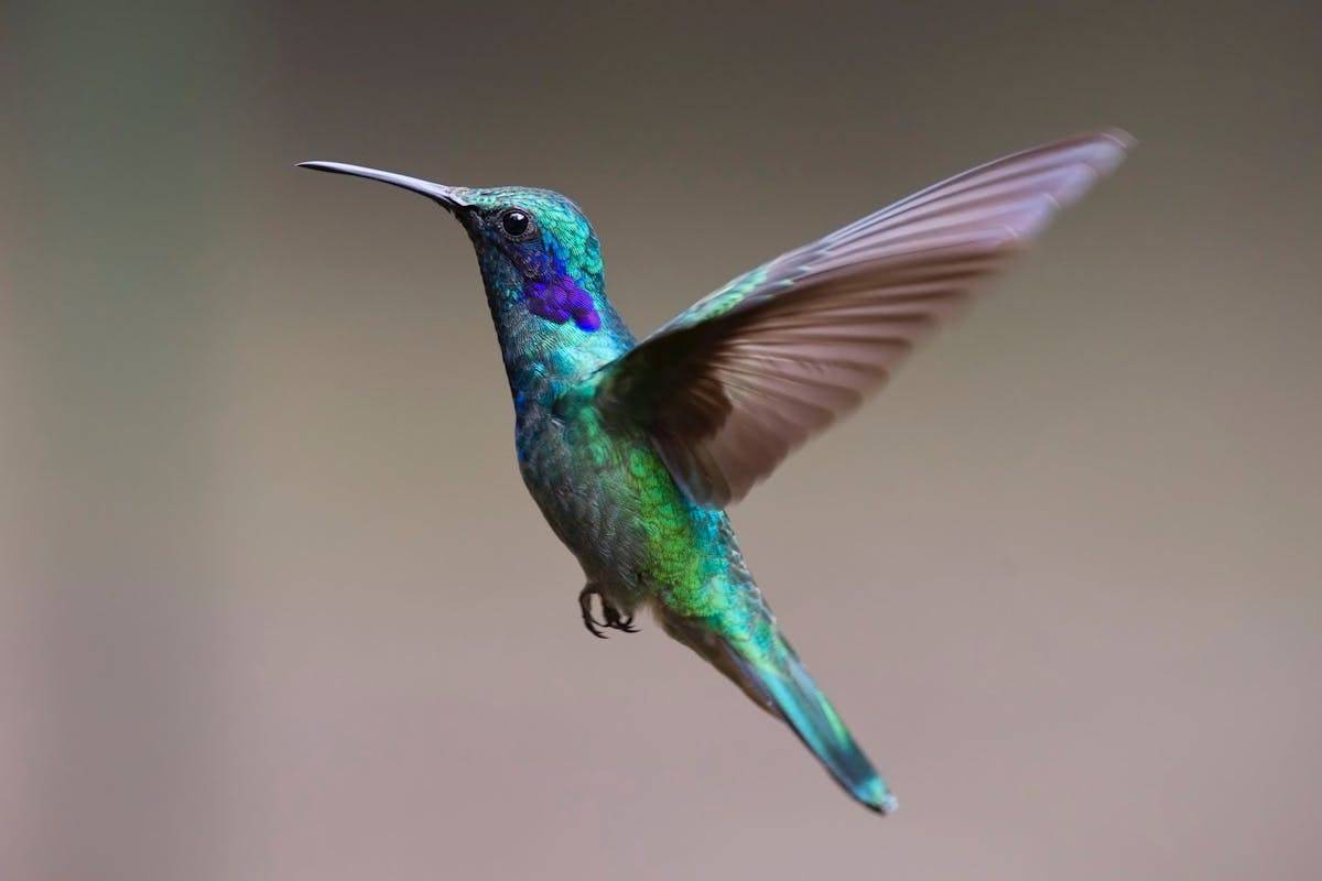 Hummingbird Description Species & Identification