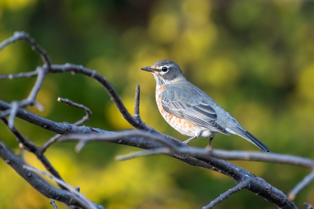 Significance of the robin bird seen in your yard