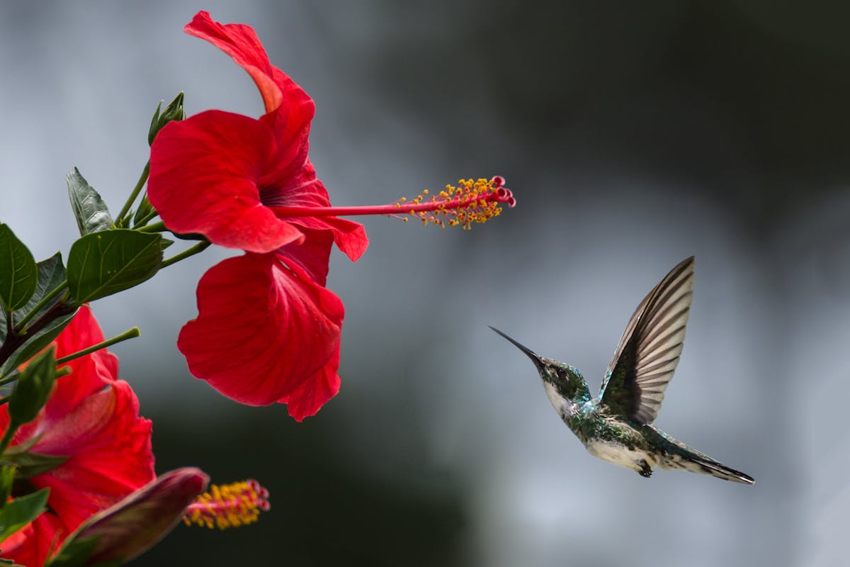 The special meaning of seeing hummingbirds and seeing monarch butterflies