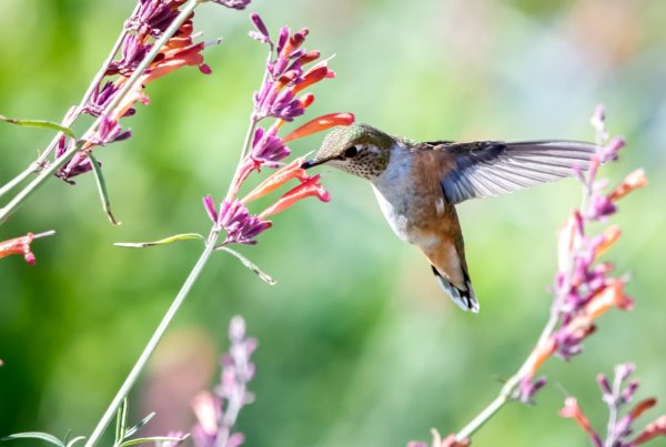 Columbine Flowers attract hummingbirds