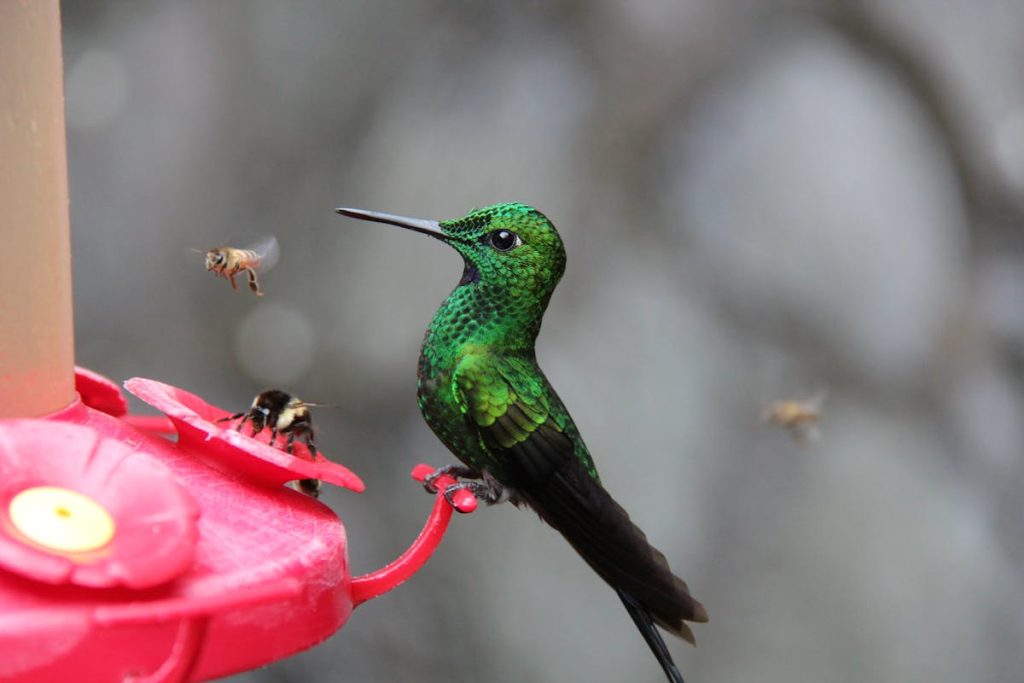 ways to keep ants out of hummingbird feeders