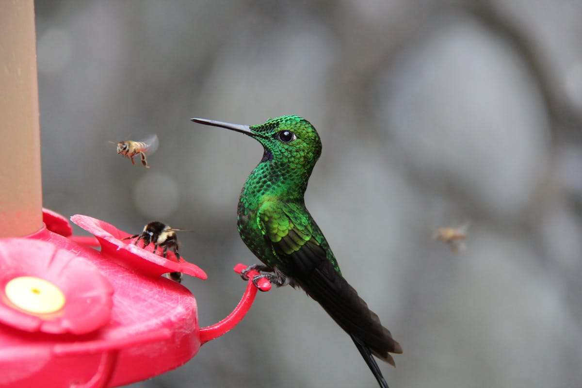 How to keep Bees Away from Hummingbird Feeders Efficiently? 1 A hummingbird hunter bees