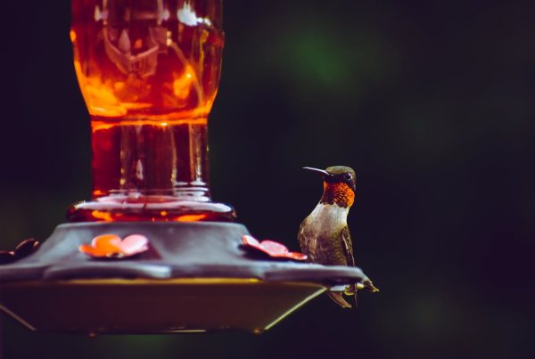 keep bees away from hummingbird feeders