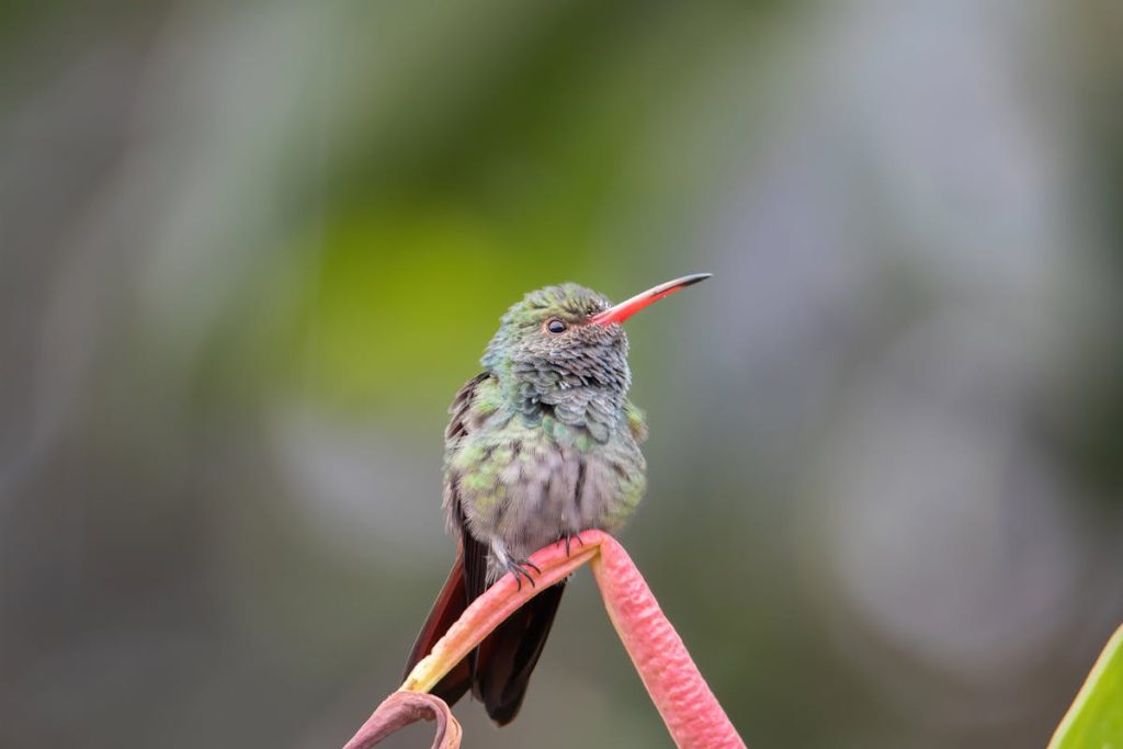 northern nevada hummingbirds