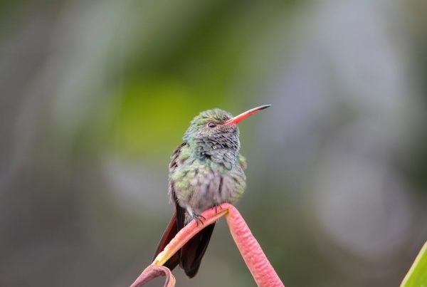 northern nevada hummingbirds