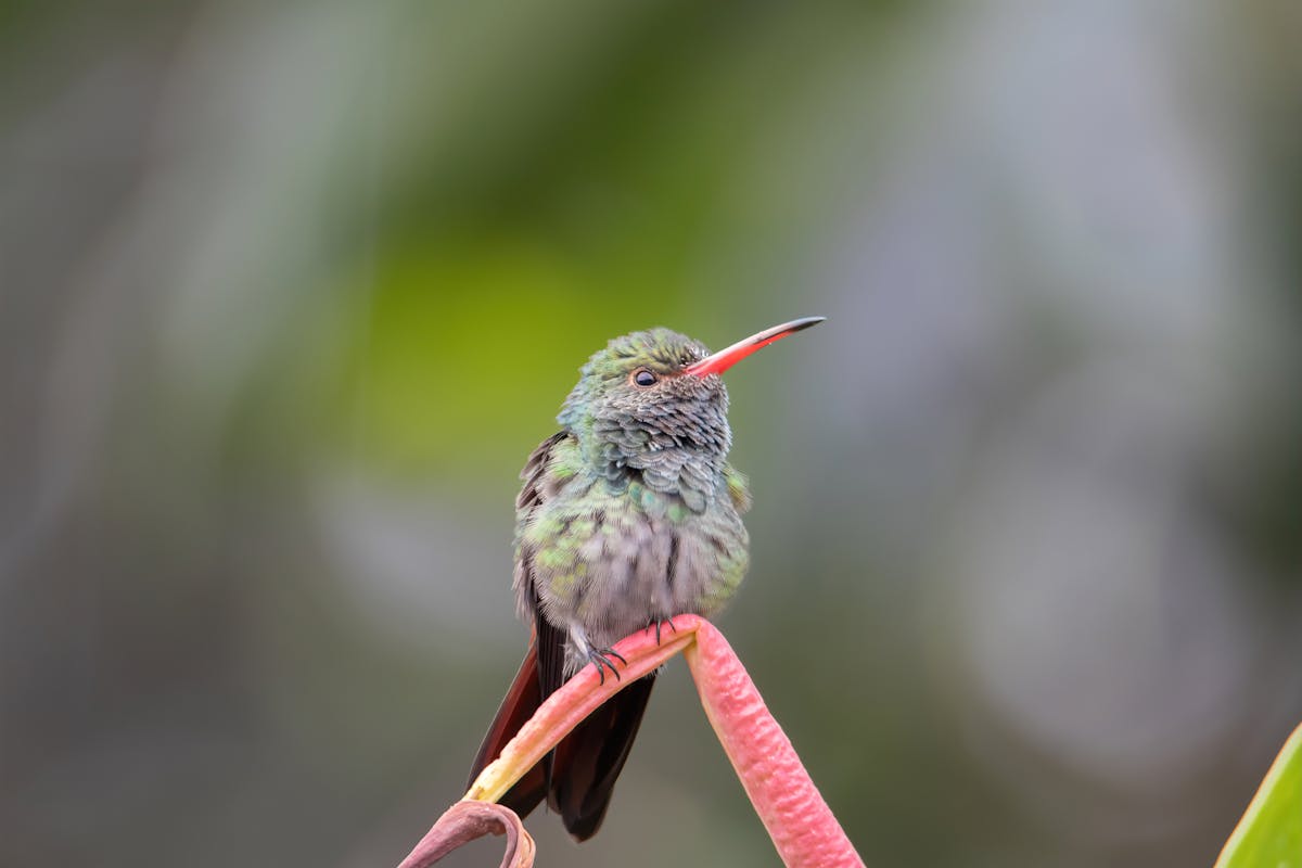 Northern Nevada Hummingbirds Travel Sites to Visit