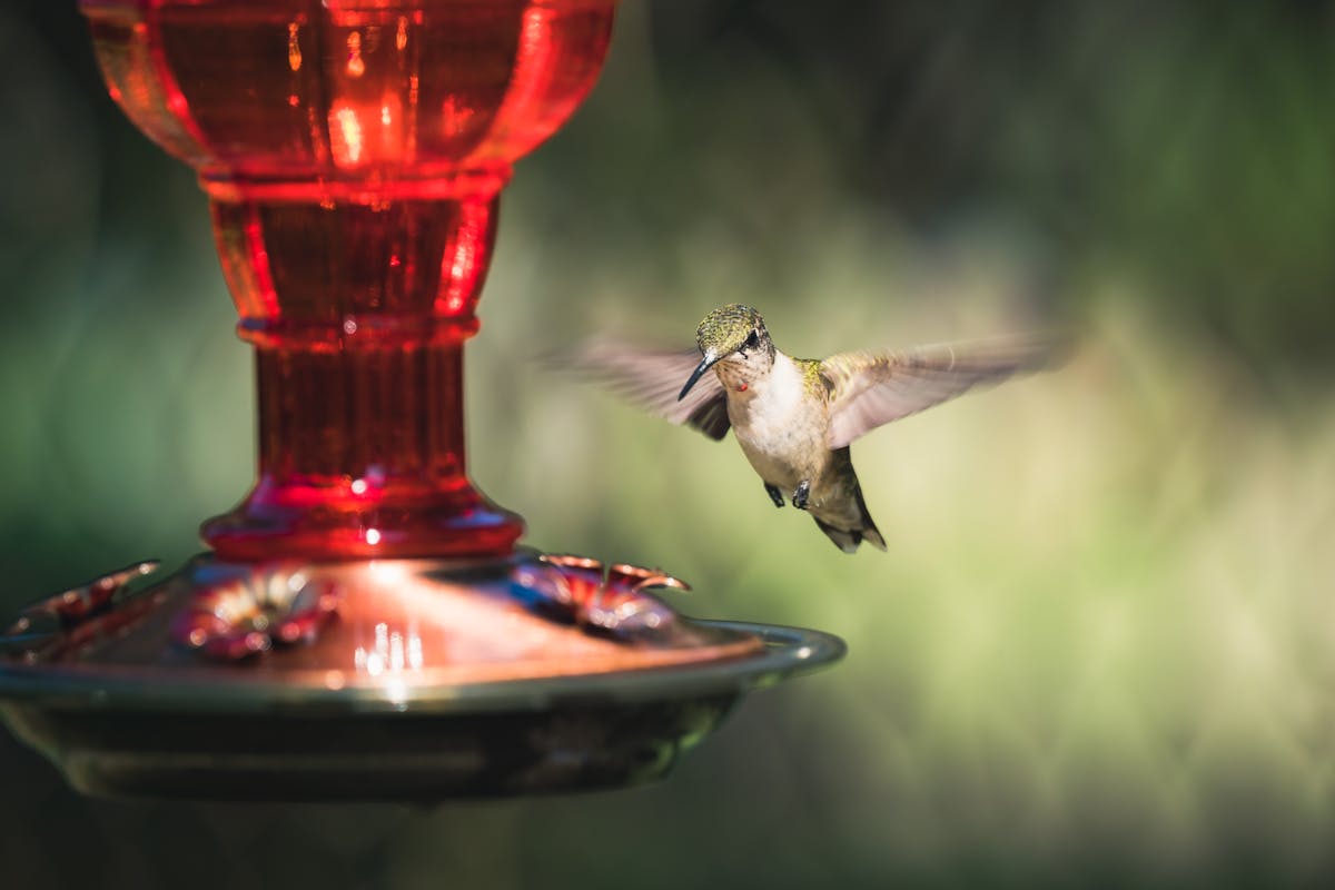 How to keep Bees Away from Hummingbird Feeders Efficiently? 2 keep your hummingbird feeder free from bees in just seven tips
